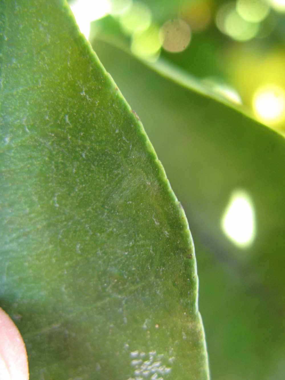              Margin (Winter Haven, FL)       